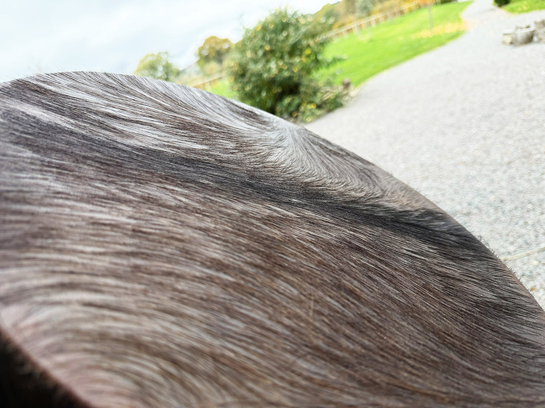 16" Buffalo Shamanic Drum American Native