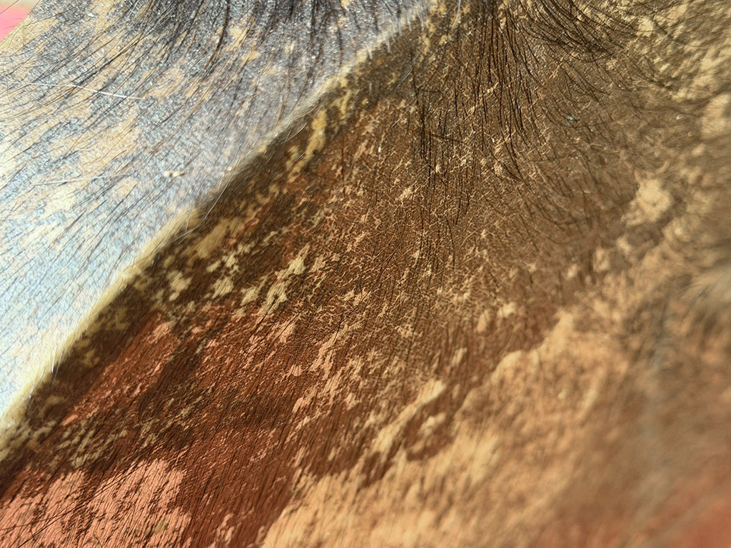 20" Buffalo Shamanic Drum Falcon