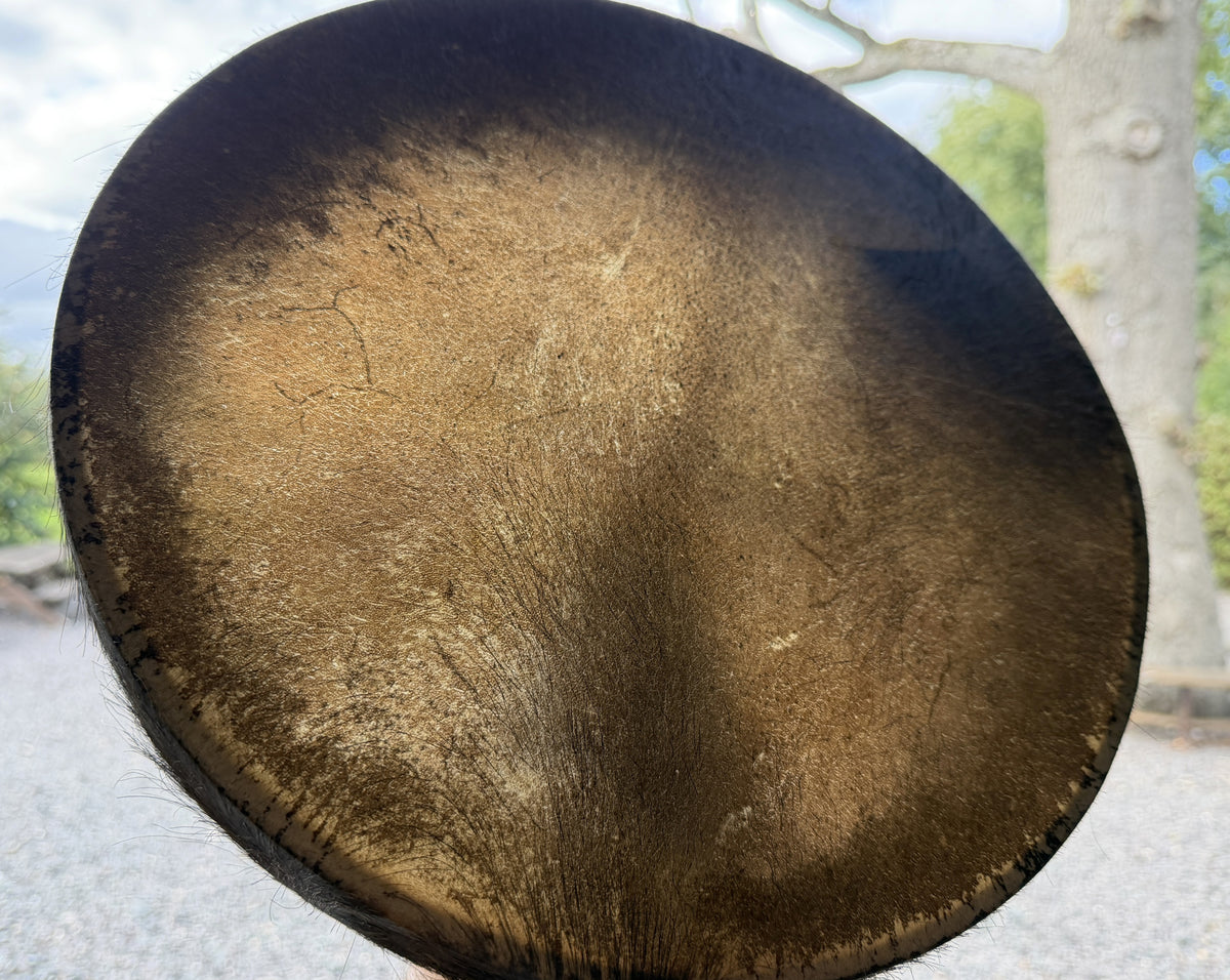 14" Buffalo Shamanic Drum with Ankh Lace