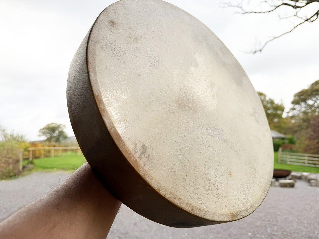 14" Buffalo Shamanic Drum Falcon Lace