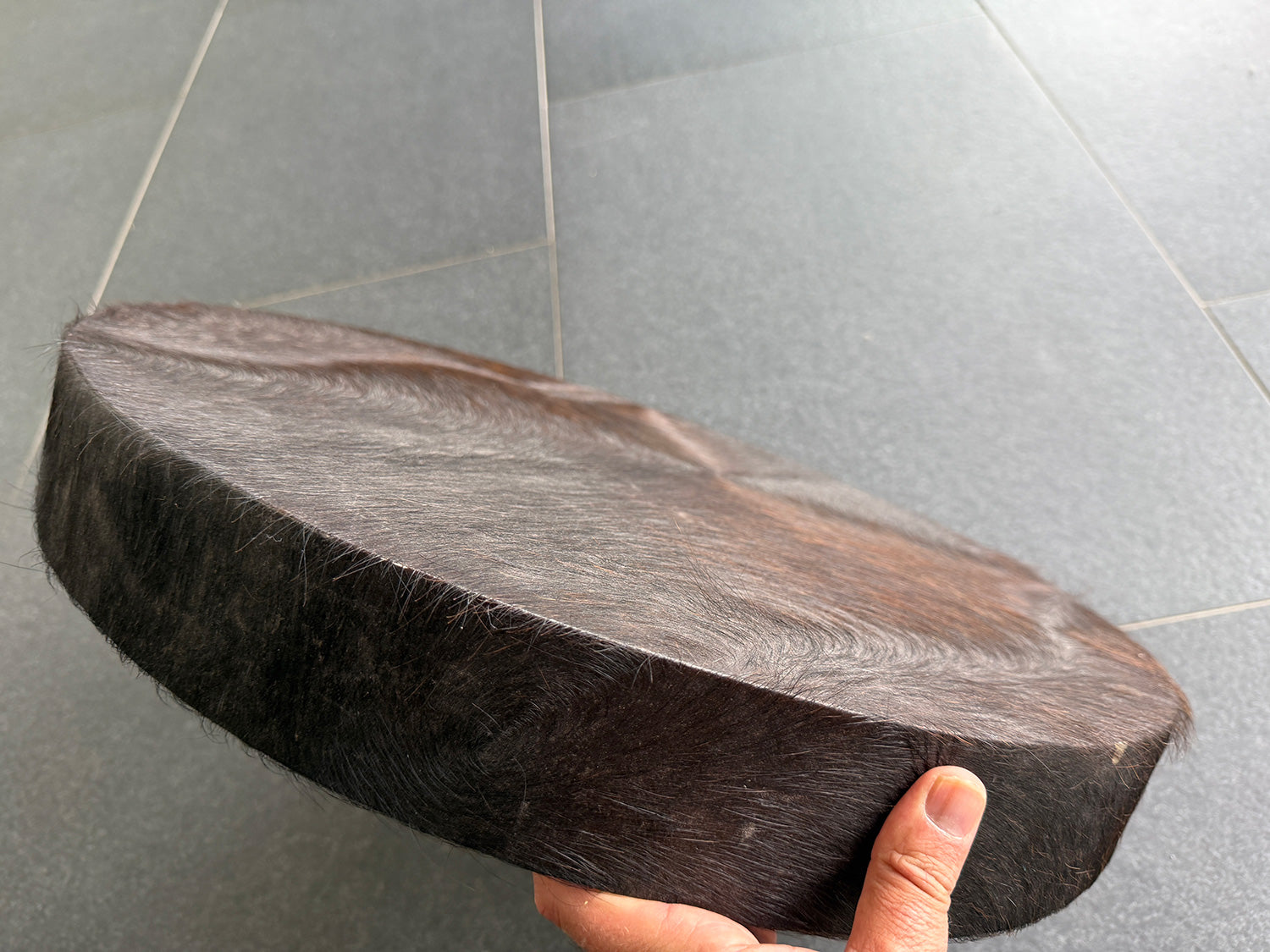 22" Buffalo Shamanic Drum Falcon Lace