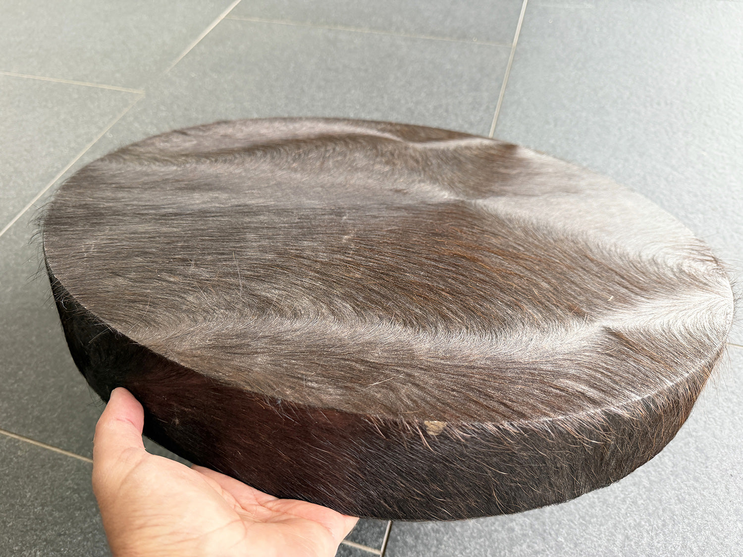 22" Buffalo Shamanic Drum Falcon Lace