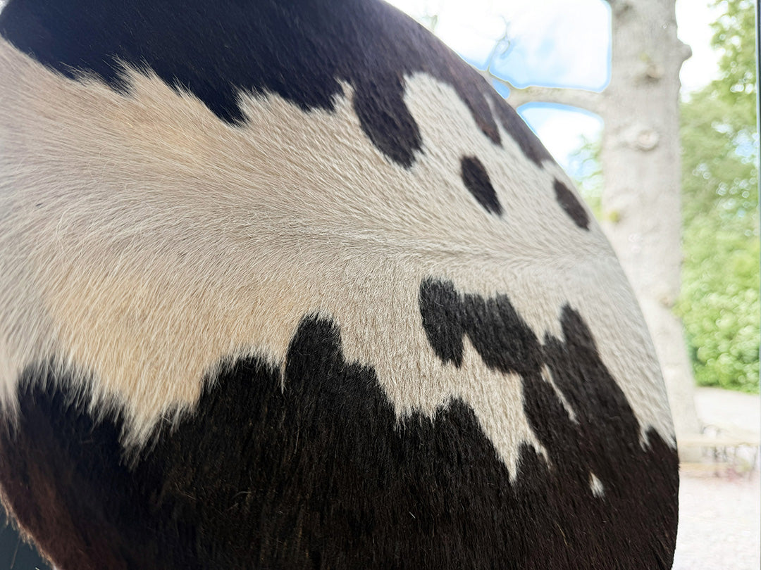 18" Cow Shamanic Drum 4 Directions