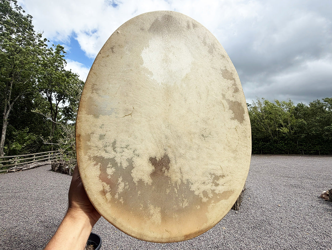 24" Oval Buffalo Shamanic Drum Falcon Lacing