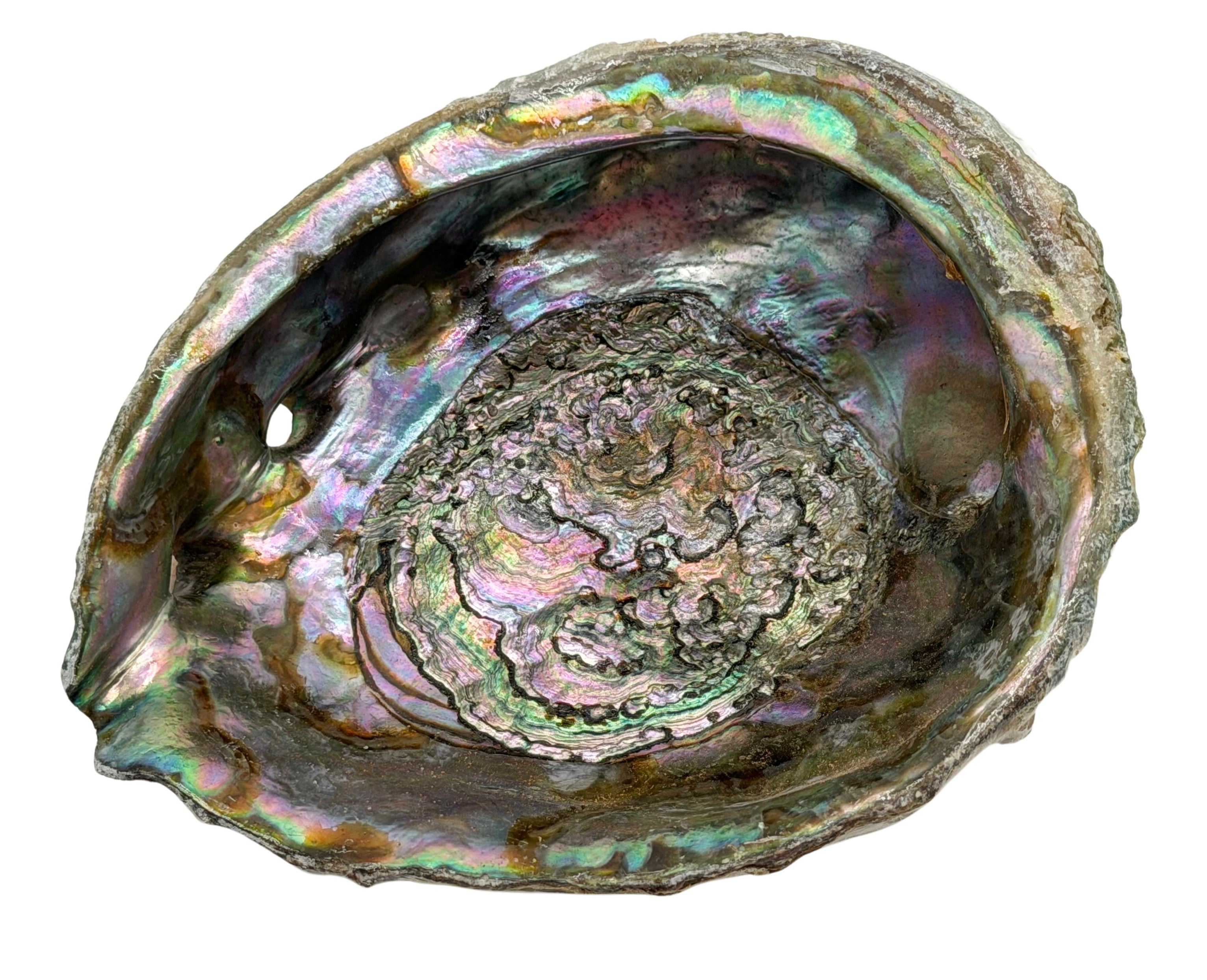 6" Abalone Shell
