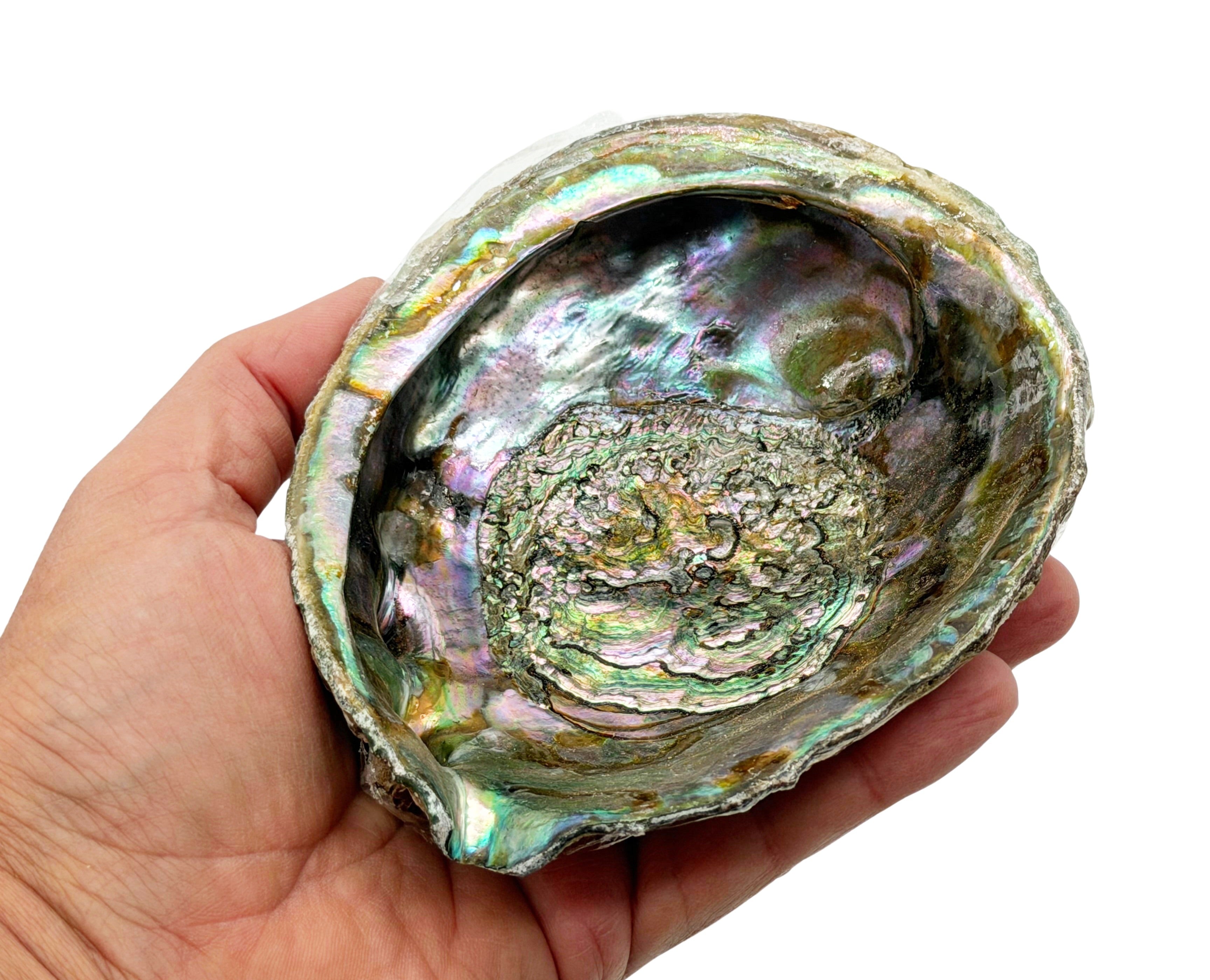 6" Abalone Shell