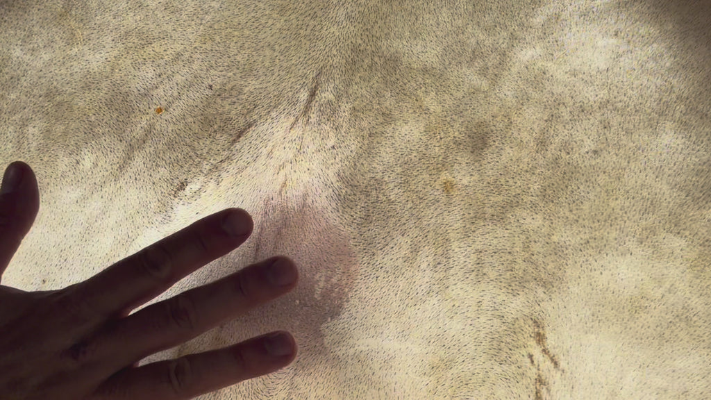 20" Buffalo Shamanic Drum Spiral Spread Lace